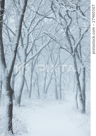 Winter landscape Winter landscape 27460307