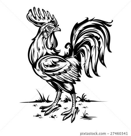 illustration of a cock. 27460341