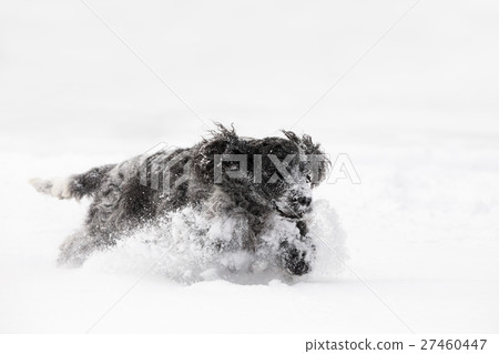 english cocker spaniel dog playing in snow winter english cocker spaniel dog playing in snow winter 27460447