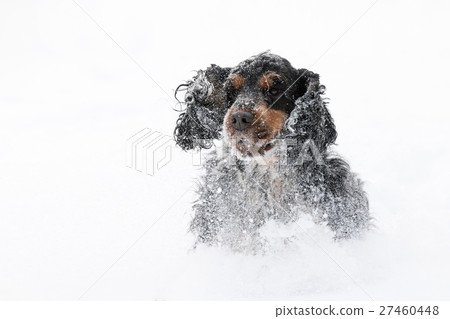 english cocker spaniel dog playing in snow winter english cocker spaniel dog playing in snow winter 27460448