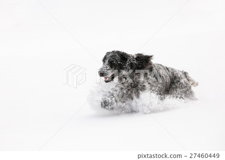 english cocker spaniel dog playing in snow winter english cocker spaniel dog playing in snow winter 27460449