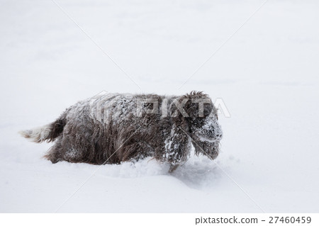 english cocker spaniel dog playing in snow winter 27460459