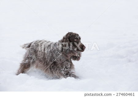 english cocker spaniel dog playing in snow winter 27460461