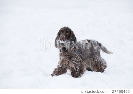 english cocker spaniel dog playing in snow winter 27460463
