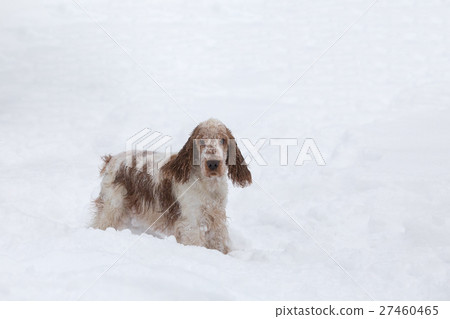 english cocker spaniel dog playing in snow winter english cocker spaniel dog playing in snow winter 27460465
