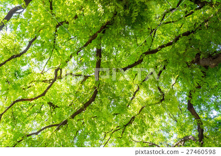 tamarind tree branch tracery spread 27460598