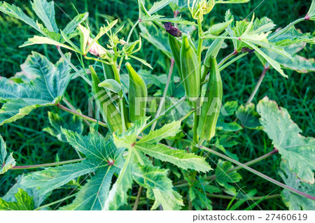 Okra,Ladys Finger,Gombo,Gumbo,Bendee,green herb 27460619