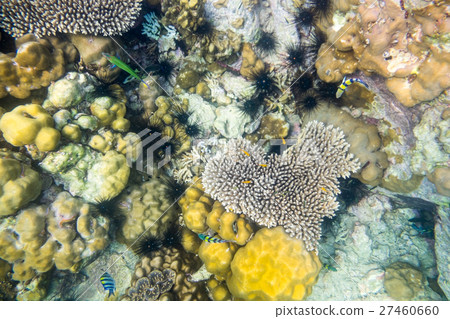 Heart shape coral reef many fish Heart shape coral reef many fish 27460660