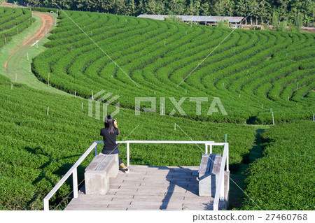 Tropical view of tea plantation. 27460768