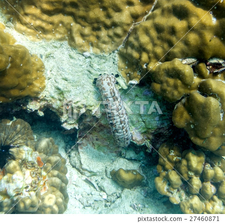 Mantis shrimp white color brown point 27460871