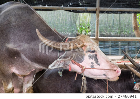 Buffalo abnormal white eyes pink body Buffalo abnormal white eyes pink body 27460941