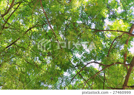 treetop background under the afternoon light time, treetop background under the afternoon light time, 27460999