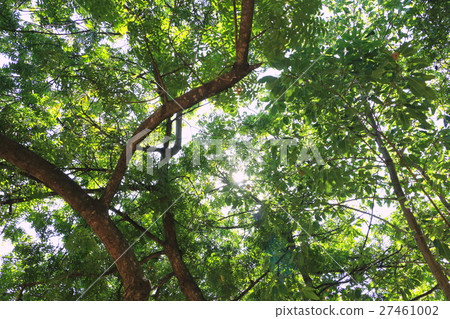 treetop background under the afternoon light time, treetop background under the afternoon light time, 27461002
