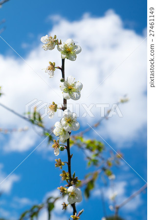 Chinese plum,Japanese apricot,bloom white flower Chinese plum,Japanese apricot,bloom white flower 27461149