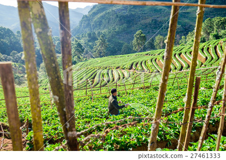 Gardener spraying water in garden 27461333