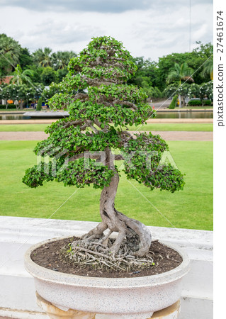 Bonsai bending tree elegant 27461674