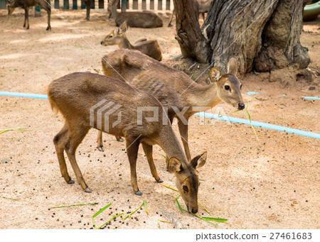 Two young brown deer in stall 27461683