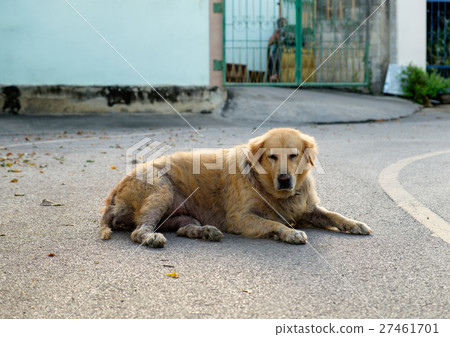 Dog golden retriever mangy scabby lying lonely 27461701