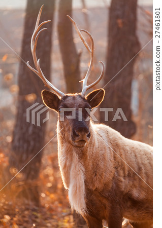 Horned Reindeer at zoo 27461801