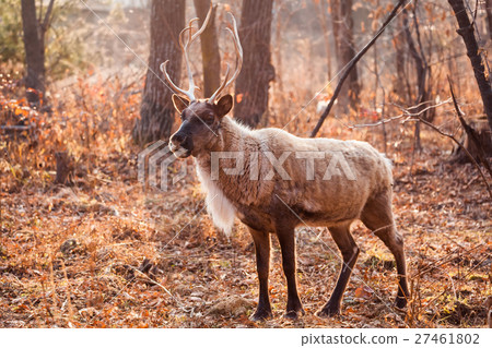 Horned Reindeer at zoo Horned Reindeer at zoo 27461802