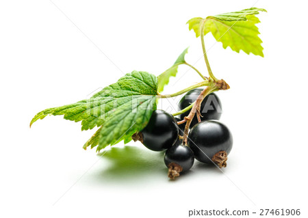 Fresh black currant with leaves Fresh black currant with leaves 27461906