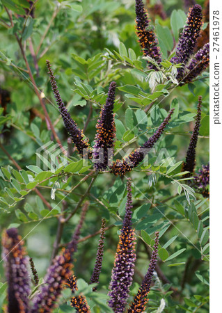 Gyohagi Itachihagi aka Kurobana Enju 27461978