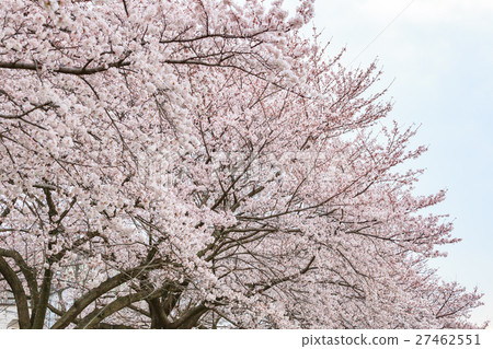 Sakura cloudy sky back white back 27462551