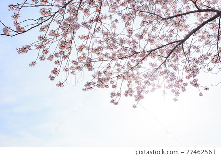 Sakura cloudy sky back white back 27462561