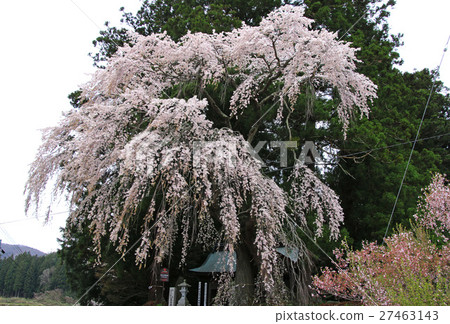 Weeding cherry tree at Toyama Oji Shrine (Tamura city) 27463143