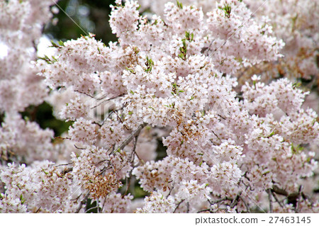 Weeding cherry tree at Toyama Oji Shrine (Tamura city) 27463145