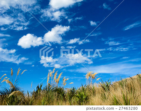Miscanthus blue sky Miscanthus blue sky 27463280