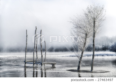 Frozen trees in lake 27463497