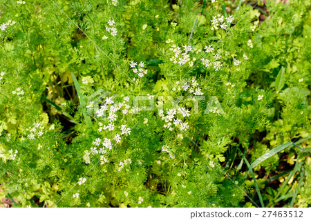 dill plant and flower as agricultural background 27463512