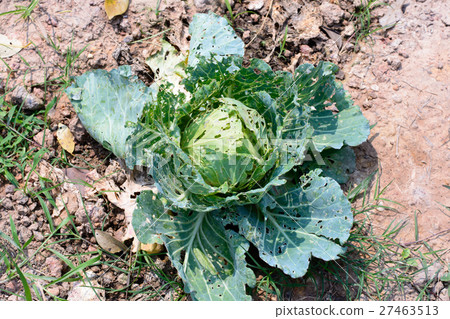 Organic cabbage have been eaten by insects. Organic cabbage have been eaten by insects. 27463513