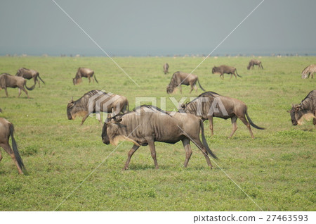 A group of gnu of Serengeti National Park A group of gnu of Serengeti National Park 27463593