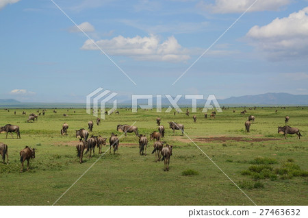 A group of gnu of Serengeti National Park 27463632