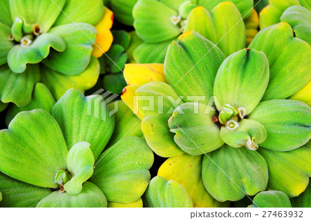 Water lettuce Water lettuce 27463932