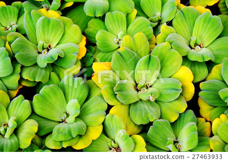 Water lettuce Water lettuce 27463933