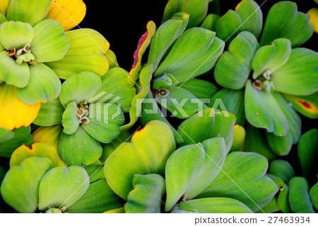 Water lettuce Water lettuce 27463934