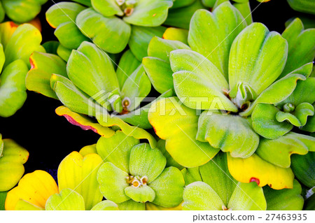 Water lettuce Water lettuce 27463935