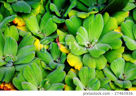 Water lettuce Water lettuce 27463936