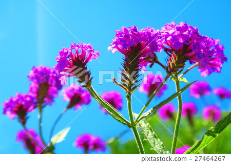 Alecihanagasa Alecihanagasa 27464267