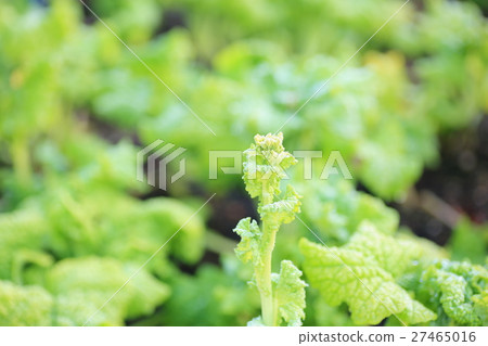 Kanzakihanana的芽 27465016