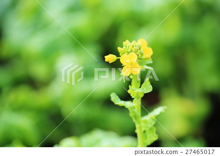 Kanzakihanana花 Kanzakihanana花 27465017