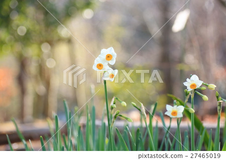 兩朵香蕉花 27465019