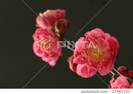 Plum pink black background 27465193