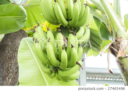 banana 27465496