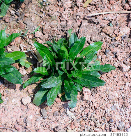 Culantro, Long coriander, Sawtooth coriander 27465523