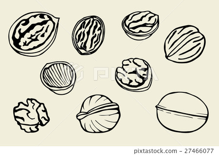 Walnut Set, Hand Drawn - Stock Illustration [27466077] - PIXTA