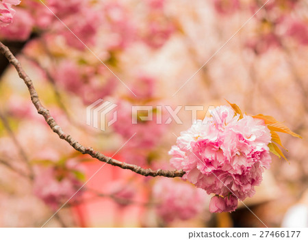 Cherry Blossoms   27466177